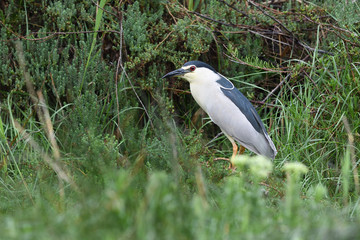Night heron