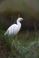 Little egret