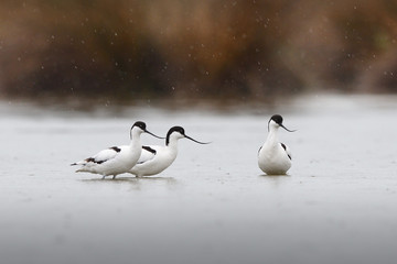 Pied avocets in rain