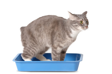 Cat toilet isolated on white. Pets Hygiene and sanitation concept