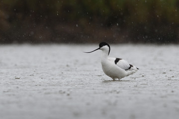 Pied avocet in rain