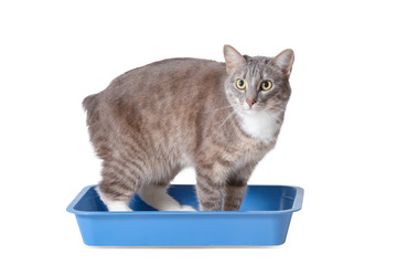 Cat toilet isolated on white. Pets Hygiene and sanitation concept