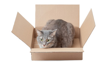 Funny cat sitting in cardboard isolated on white