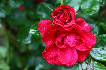 endemic flower varieties