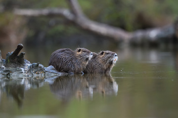 Coypu couple