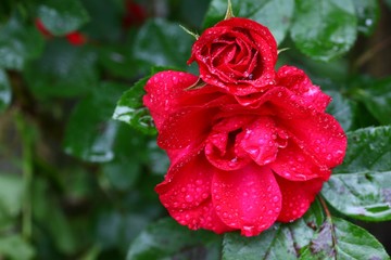 endemic flower varieties