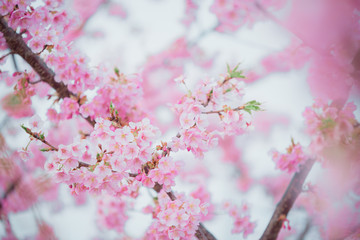 Sakura,pink cherry blossom in Japan on spring season.