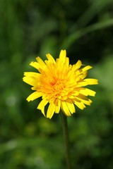 endemic flower varieties