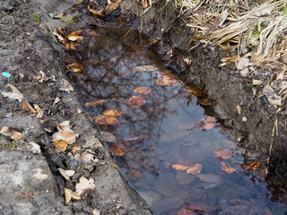 Fallen leaves in a puddle