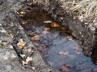 Puddle with fallen leaves
