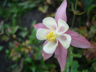 beautiful flower aquatic or aquilegia