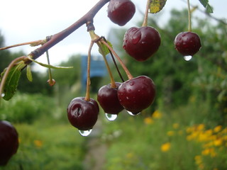 raindrops on cherry berries