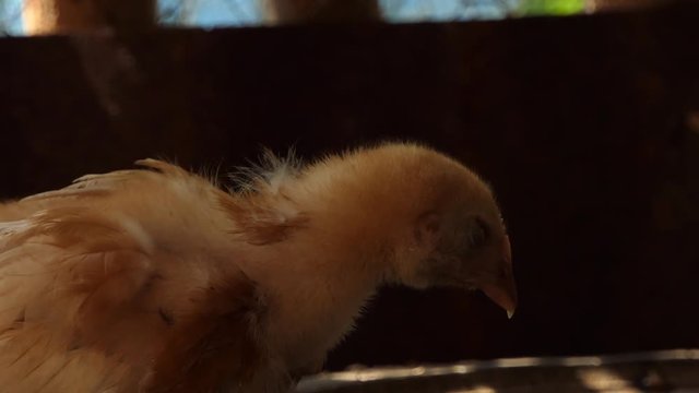 Chicks are sleeping