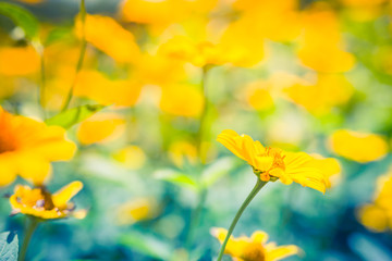 Contrast of sunny daisy like yellow flowers and blue background, rustic background, space for text, selective focus