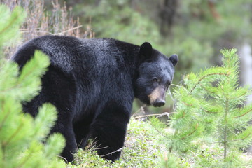 Fototapeta premium Banff - ours noir