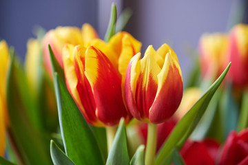 Naklejka premium Spring bouquet of colorful tulips.