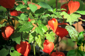 Chinese lantern Physalis alkenkegi.