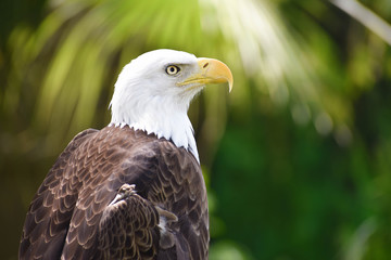 bald eagle