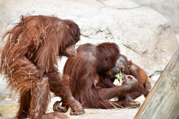 orangutan © Lindsay
