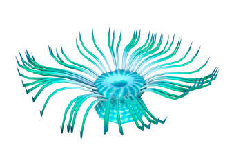 3D Rendering Sea Anemone on White