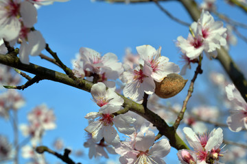 Mandelblüte