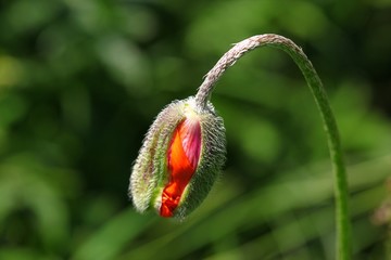 Poppy flowers meadow and nice sunset scene