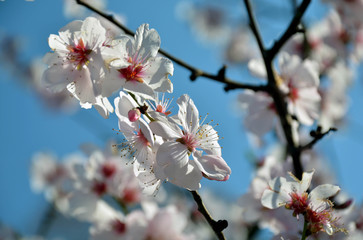 Mandelblüten