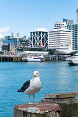 Fototapeta na wymiar Seagull in Auckland waterfront