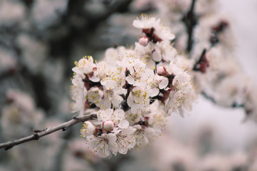 Apricot in bloom