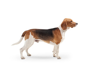 Beagle dog standing