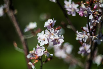 flowers bloom in spring