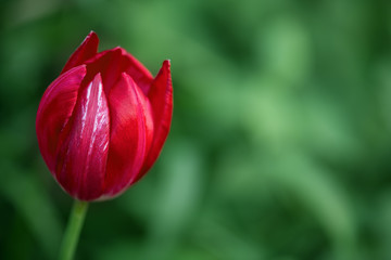 A large red Tulip on a bright green background in the garden. Macro photography