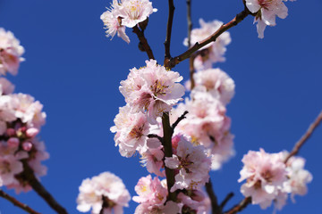 Almond blossoms, cherry blossoms
