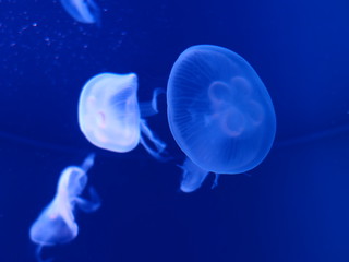クラゲ