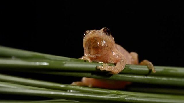 Spring Peeper frog on a clump of rush leaves in Raleigh North Carolina. Spring Peepers are one of the first frogs to begin singing in the southeast United States, a signal winter is coming to a close.