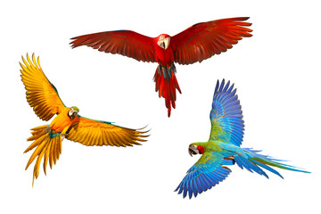 Set of macaw parrot isolated on white background
