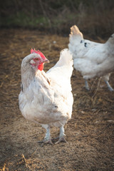 hen and chickens