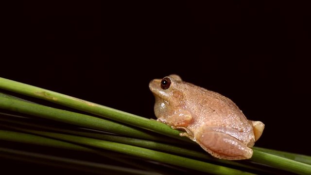 Spring Peeper frog on a clump of rush leaves in Raleigh North Carolina. Spring Peepers are one of the first frogs to begin singing in the southeast United States, a signal winter is coming to a close.