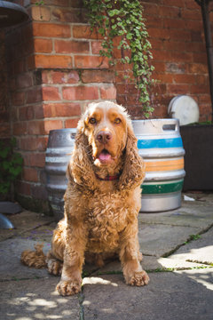 Dog In Beer Garden