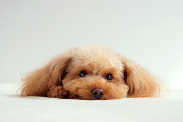 少し眠そうなトイプードル