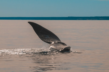 Fototapeta premium Whale tail in Peninsula Valdes,, Patagonia, Argentina