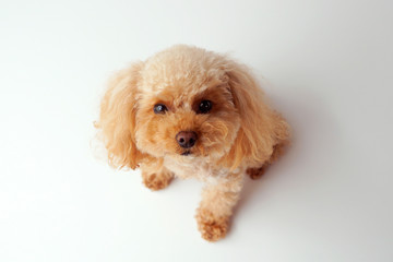 カメラ目線のトイプードル