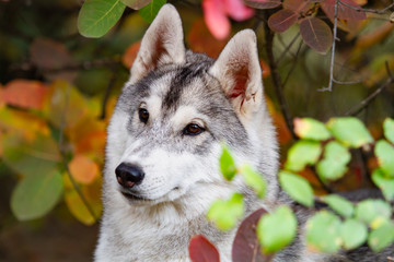 Closeup autumn portrait of Siberian husky puppy. A young grey white husky a park.
