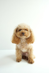 おねだりするトイプードル