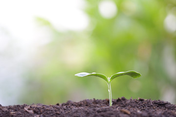 small tree sapling plant planting with dew