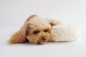 ゆったりするトイプードル