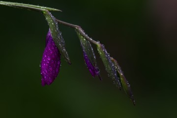 endemic flower varieties