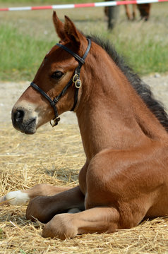 Closeup image  of a cute brown horse foal