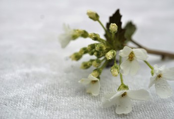 Fototapeta na wymiar white flowers on a background
