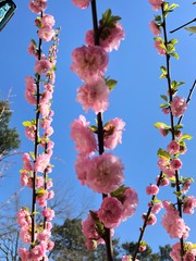 fleurs roses du prunus
